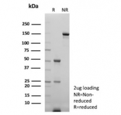 SDS-PAGE analysis of purified, BSA-free NKX2.1 antibody (clone NX2.1/9033) as confirmation of integrity and purity.