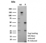 SDS-PAGE analysis of purified, BSA-free ADP-ribosyl cyclase 1 antibody (clone CD38/9332) as confirmation of integrity and purity.