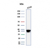 Western blot testing of human A549 cell lysate using ANXA1 antibody (clone rANXA1/9145). Predicted molecular weight ~36 kDa.