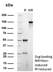 SDS-PAGE analysis of purified, BSA-free CDKN1B/p27Kip1 antibody (clone r1B4) as confirmation of integrity and purity.