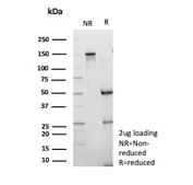 SDS-PAGE analysis of purified, BSA-free CD200R1/CD200 receptor 1 antibody (clone CD200R1/6493) as confirmation of integrity and purity.