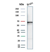 Western blot analysis of human brain tissue lysate using GAD1/Glutamate decarboxylase 1 antibody (clone BICCN-GAD67-1A6). Expected molecular weight ~67 kDa.