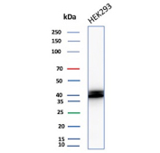 Western blot analysis of HEK293 cell lysate probed with HLA-E/HLA class I histocompatibility antigen E antibody (HLAE/9467). A doublet is observed around the predicted molecular weight of ~40-45 kDa, consistent with detection of HLA class I histocompatibility antigen E heavy chains with different post-translational forms (e.g., glycosylation or peptide association). This doublet pattern, rather than a single sharp band, aligns with known heterogeneous processing of HLA class I molecules and reflects specific recognition of HLA-E heavy chain variants.