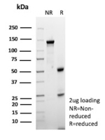 SDS-PAGE Analysis of purified MHC-E/MHC class I antigen E antibody (clone HLAE/13125). Confirmation of Purity and Integrity of Antibody.