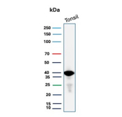 Western blot analysis of human tonsil lysate probed with Non-classical MHC class I antibody (clone HLAE/13126). A prominent band is detected near the predicted molecular weight of approximately 40-45 kDa, consistent with expression of the HLA class I histocompatibility antigen E heavy chain. The observed band pattern supports specific detection of non-classical MHC class I antigen E in tonsil cells.