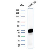 Western blot analysis of human HEK293 cell lysate probed with Non-classical MHC class I antibody (clone HLAE/13126). A prominent band is detected near the predicted molecular weight of approximately 40-45 kDa, consistent with expression of the HLA class I histocompatibility antigen E heavy chain. The observed band pattern supports specific detection of non-classical MHC class I antigen E in HEK293 cells.