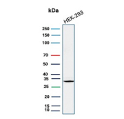 Western blot analysis of human HEK293 cell lysate using recombinant TNFRSF9/4-1BB antibody (clone rS16). Expected molecular weight: ~30 kDa monomer and 55-60 kDa dimer. Higher molecular weights may be observed due to glycosylation.