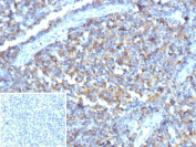 Immunohistochemistry analysis of recombinant TNFRSF9 / CD137 antibody (clone rS16) in human tonsil. Formalin-fixed, paraffin-embedded human tonsil tissue shows membranous and cytoplasmic brown chromogenic staining in scattered lymphoid cells, consistent with TNFRSF9-positive immune cell populations within lymphoid tissue. Inset shows a PBS-only negative control processed without primary antibody, demonstrating minimal non-specific background staining.