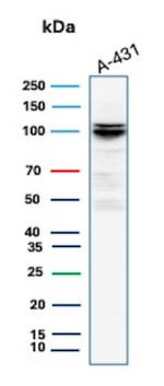 Western Blot Analysis of A-431 cell lysate using MCM4 Mouse Monoclonal Antibody (MCM4/3041).