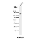 Western Blot analysis of human Ramos cell lysate using MCM5/MCM complex protein 5 antibody (clone MCM5/3200). Expected molecular weight: 80~90 kDa.