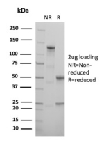 SDS-PAGE Analysis of purified recombinant MCM complex component 5/MCM5 antibody (clone MCM5/13320R). Confirmation of Purity and Integrity of Antibody.