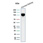 Western Blot analysis of human kidney tissue lysate using recombinant MME/CD10 antibody (clone MME/12957R). Routinely observed at ~100 kDa.
