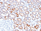 Immunohistochemistry analysis of ASGP-2 / MUC4 antibody (clone MUC4/2863) in human stomach tissue. Formalin-fixed, paraffin-embedded human stomach section shows membranous and apical cytoplasmic brown chromogenic staining in gastric epithelial cells lining glandular structures, consistent with MUC4 expression, while stromal cells exhibit minimal staining and nuclei appear blue. The inset shows PBS used in place of primary antibody as a negative control with no specific staining observed. Heat-induced epitope retrieval was performed by heating tissue sections in 10 mM Tris with 1 mM EDTA, pH 9.0, for 45 minutes at 95oC followed by cooling at room temperature for 20 minutes prior to staining.