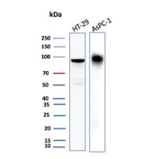 Western blot analysis of CEACAM6 antibody (clone CEACAM6/13371R). Whole cell lysates from human HT-29 and AsPC-1 cells were resolved by SDS-PAGE and probed with CEACAM6 antibody (clone CEACAM6/13371R), demonstrating a prominent immunoreactive band at approximately 90-100 kDa consistent with the predicted molecular weight of glycosylated CEACAM6. The observed band pattern aligns with known expression of CEACAM6 in colorectal and pancreatic carcinoma cell lines.