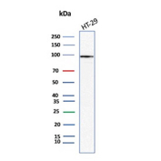 Western blot testing of CD66c / CEACAM6 antibody in human HT-29 clel lysate. A distinct band is observed at approximately 90-100 kDa in human HT-29 cell lysate, consistent with the predicted molecular weight of CEACAM6 and its known glycosylated form. Clone CEACAM6/13372R detects CD66c protein under reducing conditions, demonstrating specific recognition of CEACAM6 in human colorectal adenocarcinoma cells.