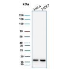 Western Blot Analysis of nm23-H2 / NME2 antibody (clone NME2/12953R). Human HeLa and human MCF7 whole cell lysates show a distinct immunoreactive band at approximately 17 kDa, consistent with the predicted molecular weight of NME2. The band appears as a single, sharp species in both cell lines with no significant non-specific background under reducing conditions, supporting specific detection of nm23-H2 protein.