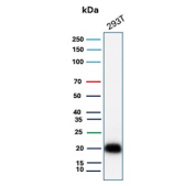 Western blot analysis of EGFL7 / EGF-like domain-containing protein 7 antibody in human 293T cell lysate. A distinct immunoreactive band is detected at approximately 27 kDa, consistent with the predicted molecular weight of EGFL7.