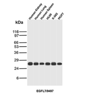 Western blot analysis of EGFL7 / EGF-like domain-containing protein 7 antibody in human tissues and cell lines. Western blot was performed using EGFL7 / EGF-like domain-containing protein 7 antibody (clone EGFL7/9497) on human kidney, human lung, human spleen, HL60, K-562, and MCF7 lysates. A distinct immunoreactive band is detected at approximately 27 kDa across the tested samples, consistent with the predicted molecular weight of EGFL7. Band intensity varies among tissues and cell lines, reflecting differential expression of EGFL7 in vascularized tissues and proliferative cell populations. The detected signal corresponds to the predicted molecular weight under reducing conditions. EGFL7 is a secreted extracellular matrix-associated protein primarily expressed by endothelial cells, and its detection in these lysates supports specific recognition of endogenous EGFL7.