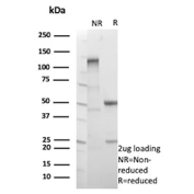 SDS-PAGE Analysis Purified EGFL7/EGF-like domain-containing protein 7 antibody (EGFL7/9497). Confirmation of Purity and Integrity of Antibody.