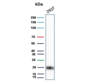Western blot analysis of Epidermal Growth Factor-Like Protein 7 / EGFL7 antibody in 293T lysate. Western blot was performed using Epidermal Growth Factor-Like Protein 7 / EGFL7 antibody (clone EGFL7/9499) on human 293T whole cell lysate. A distinct immunoreactive band is observed at approximately 20 kDa. The predicted molecular weight of EGFL7 is approximately 30 kDa; however, EGFL7 is a secreted extracellular matrix-associated protein that can undergo proteolytic processing, which may account for the lower apparent molecular weight observed under reducing conditions.