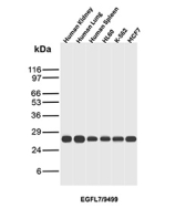 Western blot analysis of Epidermal Growth Factor-Like Protein 7 / EGFL7 antibody in human tissues and cell lines. Western blot was performed using Epidermal Growth Factor-Like Protein 7 / EGFL7 antibody (clone EGFL7/9499) on human kidney, human lung, human spleen, HL60, K-562, and MCF7 lysates. A distinct immunoreactive band is detected at approximately 27 kDa across all tested samples, consistent with the predicted molecular weight of EGFL7. Band intensity varies slightly among tissues and cell lines, reflecting differential endogenous expression levels. The detected signal corresponds to the predicted molecular weight under reducing conditions. EGFL7 is a secreted extracellular matrix-associated protein expressed primarily by endothelial cells, and the observed band pattern supports specific recognition of endogenous EGFL7 in human tissues and cultured cells.