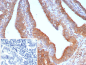 Immunohistochemistry analysis of Epidermal Growth Factor-Like Protein 7 / EGFL7 antibody in human endometrium. FFPE human endometrium tissue was stained with Epidermal Growth Factor-Like Protein 7 / EGFL7 antibody (clone EGFL7/9499). HRP-DAB brown chromogenic signal is observed predominantly along the luminal and glandular epithelial surfaces, with membranous and cytoplasmic staining of epithelial cells. The staining pattern is consistent with extracellular and endothelial-associated localization of EGFL7 within glandular structures. Surrounding stromal cells show comparatively weaker signal. Nuclei are counterstained blue. The inset image shows PBS used instead of primary antibody, demonstrating absence of specific HRP-DAB brown staining and confirming staining specificity. Heat-induced epitope retrieval was performed in 10 mM Tris with 1 mM EDTA, pH 9.0, for 45 minutes at 95oC followed by cooling at room temperature for 20 minutes prior to antibody incubation.