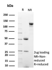 SDS-PAGE Analysis of Purified Epidermal Growth Factor-Like Protein 7/EGFL7 antibody (EGFL7/9499). Confirmation of Purity and Integrity of Antibody.