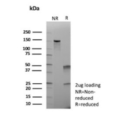 SDS-PAGE Analysis of Purified Mammary Serine Protease Inhibitor/MASPIN antibody (SERPINB5/12556). Confirmation of Purity and Integrity of Antibody.