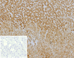Formalin-fixed, paraffin-embedded human adrenal gland stained with CXCR5 Mouse Monoclonal Antibody (CXCR5/13100). Inset: PBS instead of primary antibody; secondary only negative control.