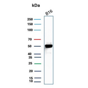 Western blot analysis of SOX10 antibody (clone rSOX10/13506). B16 whole cell lysate was resolved by SDS-PAGE and immunoblotted with SRY-box transcription factor 10 antibody. A prominent band is observed at approximately 50-55 kDa, consistent with the predicted molecular weight of SOX10.
