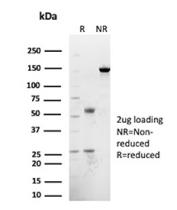 SDS-PAGE Analysis of Purified Transcription factor SOX10 antibody (clone rSOX10/991). Confirmation of Purity and Integrity of Antibody.