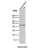 Western blot analysis of Human Brain and U87 lysates using SPARC / Osteonectin Recombinant Mouse Monoclonal Antibody (r15G12).