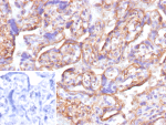 Formalin-fixed, paraffin-embedded human placenta stained with CD147 / Basigin Recombinant Mouse Monoclonal Antibody (rAB1843). Inset: PBS instead of primary antibody; secondary only negative control.