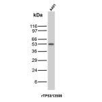 Western Blot Analysis of A431 cell lysate using p53 Recombinant Mouse Monoclonal Antibody (rTP53/13508).