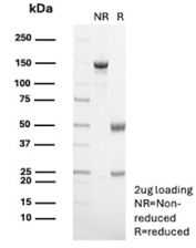 SDS-PAGE Analysis of purified recombinant S phase cyclin/Cyclin A2 antibody (clone r6E6). Confirmation of Purity and Integrity of Antibody.