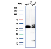 Western blot analysis of CD83 molecule Antibody in human RH-30 and PC-3 cell lysates. A distinct band is observed at approximately 45 kDa in both RH-30 and PC-3 cells, consistent with the predicted molecular weight of CD83. The band appears as a slightly diffuse signal, which may reflect post-translational modification such as glycosylation, as CD83 is a glycoprotein. A lower molecular weight band is visible in PC-3 cells and may represent a processed or degraded form. Blot was probed with CD83 antibody (clone r1H4b).