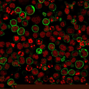 Immunofluorescence analysis of MS4A1 Antibody in human Raji cells. MS4A1/Membrane spanning 4-domains A1 antibody (clones L26 + IGEL/773) followed by goat anti-mouse IgG-CF488 demonstrates distinct green membranous staining outlining CD20-positive B cells, consistent with MS4A1 surface localization, while nuclei are counterstained with Reddot (red). The staining pattern highlights strong plasma membrane expression with minimal cytoplasmic background, supporting specific detection of CD20 in this B-cell derived line.