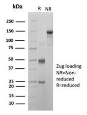 SDS-PAGE Analysis of Purified CD27/CD27 molecule antibody (clone r137B4). Confirmation of Purity and Integrity of Antibody.