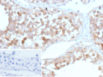 Immunohistochemistry of SV2 Protein antibody in human testis tissue. FFPE human testis demonstrates cytoplasmic HRP-DAB brown staining within seminiferous tubule cells, consistent with Synaptic vesicle protein 2A localization in vesicular and secretory compartments. Clone r15E11 was used as a recombinant mouse monoclonal antibody for detection. The inset shows PBS in place of primary antibody as a negative control with absence of specific staining. Heat-induced epitope retrieval was performed by heating tissue sections in 10 mM Tris with 1 mM EDTA, pH 9.0, at 95C for 45 minutes followed by cooling at room temperature for 20 minutes prior to staining.