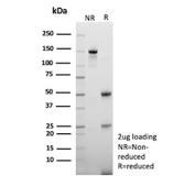 SDS-PAGE Analysis of Purified DR3 Ligand/TNFRSF25 Ligand antibody (VEGI/13117). Confirmation of Purity and Integrity of Antibody.