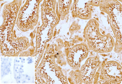 Immunohistochemistry of DR3 Ligand antibody in human testis tissue. FFPE human testis demonstrates cytoplasmic and membranous HRP-DAB brown staining within seminiferous tubule epithelial cells, including spermatogenic cells at varying stages of maturation, consistent with TNFRSF25 ligand / TNFSF15 expression in immune-regulatory and paracrine signaling contexts. Clone VEGI/13117 was used as a monoclonal antibody for detection. An inset image shows PBS substituted for the primary antibody as a negative control, confirming absence of specific staining. Heat-induced epitope retrieval was performed by heating sections in 10 mM Tris with 1 mM EDTA, pH 9.0, for 45 minutes at 95oC followed by cooling at room temperature for 20 minutes prior to staining.