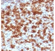 IHC testing of FFPE human tonsil stained with anti-PD-1 antibody (clone PD203-1). FFPE testing requires tissue to be boiled in 10mM Tris with 1mM EDTA, pH 9, for 10-20 min followed by cooling at RT for 20 min.