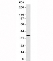 Western blot analysis of HeLa cell lysate using PCNA antibody (clone PM441-1). Predicted molecular weight 29~36 kDa.
