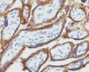 IHC staining of FFPE human placenta with EGFR antibody (clone ERB7-1). Digest formalin-fixed tissues with Protease at 1mg/ml PBS, pH 7.4 for 10 min at 37oC.