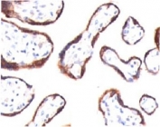 IHC testing of FFPE human placenta and HCG-beta antibody (CGB63). HIER: boil tissue sections in pH 9 10mM Tris with 1mM EDTA for 10-20 min followed by cooling at RT for 20 min.