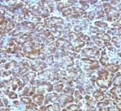 IHC testing of FFPE human pancreas stained with Mitochondrial antibody (MLT56). FFPE staining is enhanced by boiling tissue sections in pH 9 10mM Tris with 1mM EDTA for 10-20 min followed by cooling at RT for 20 min.