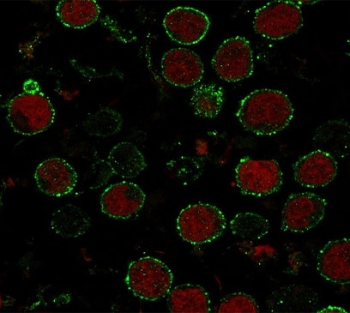 Immunofluorescent staining of human MOLT4 cells with CD6 antibody (green, clone CLDA6-1) and Reddot nuclear stain (red).~