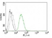 Flow analysis of permeablized PC3 cells using ODC antibody (green, clone ORN255-1) and isotype control (black).