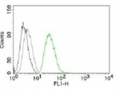 Flow analysis of permeablized PC3 cells using ODC antibody (green, clone ORN255-1) and isotype control (black).