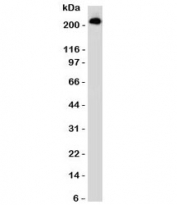 Western blot testing of CD45RB antibody and Daudi lysate (clone CDLA45RB-1). Expected molecular weight: ~147/180-220 kDa (unmodified/glycosylated).